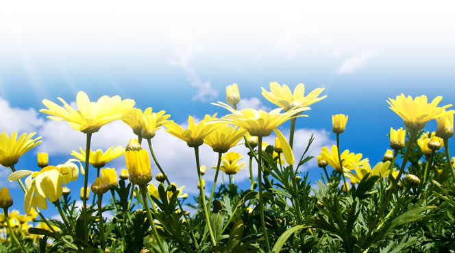 Subaru Canada, Inc - a world-class leader in environmental performance Subaru Canada, Inc. Environmental Policy